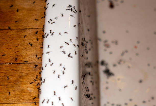 Best Insect Control  in Culver, OR