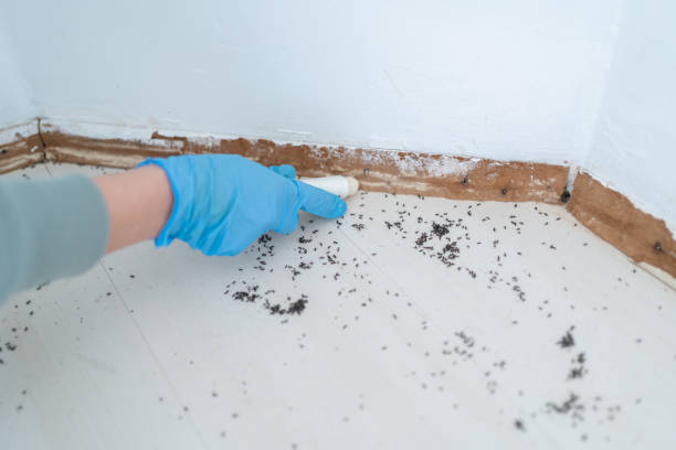 Best Ant Control Services  in Culver, OR